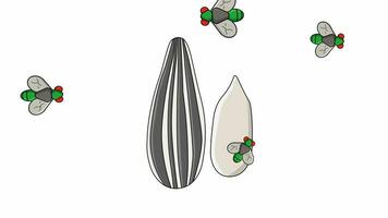 animation de tournesol des graines étant attaqué par mouches video