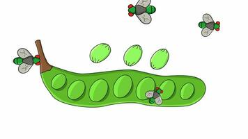 Animation of petai fruit being attacked by flies video