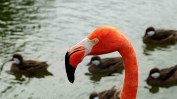 vermelho flamingos caminhando por aí a ilha com Palma árvores flamingos estão uma espécies do vadear pássaros dentro a phoenicopteridae família. video