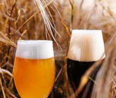 unfiltered and dark glasses of beer in a wheat field photo