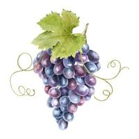 A bunch of grapes with leaves. Grape vine. Watercolor illustrations. Isolated. For the design of labels of wine, grape juice and cosmetics, wedding cards, stationery, greetings, wallpaper, invitations vector