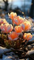 Winter cyclamen flower covered by snow evening sun AI generated photo