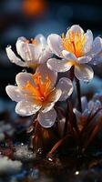 Winter crocus flower covered by snow evening sun AI generated photo