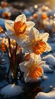 Daffodil flower on winter snow yellow light evening sun AI generated photo