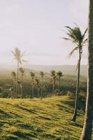 alto majestuoso palma arboles en verde colinas foto