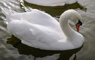 Couple of beautiful white swans in lake photo