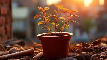 planta árbol puesta de sol o amanecer cielo amarillo ligero en dorado horas ai generado foto