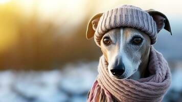 Greyhound portrait in knit scarf and hat. Dressing up dogs at cold winter season concept. Cute puppy in warm wool clothes. Blurred background, sunlight, copy space. AI Generated photo