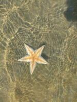 hermosa estrella pescado en timonel bazar foto