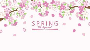 Spring sakura frame background vector