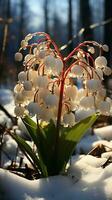 Lily of the valley flower on winter snow evening sun AI generated photo