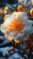 Camelia flower on winter snow evening sun AI generated photo