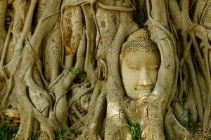 Buddah head statue in the tree root. photo