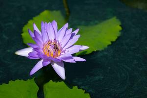 Swarm of insects in lotus pollen and natural pond. photo