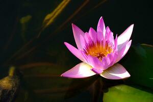 pink lotus flower with underwater nature background. photo