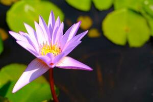 púrpura loto flor con natural antecedentes en loto estanque. foto