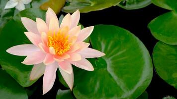 yellow pollen in the center of pink lotus flowers with a natural background in a lotus pond. photo