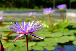 púrpura loto flor con natural antecedentes en loto estanque. foto