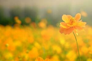 Orange flower fields under the sun photo