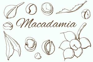 Macadamia nut graph set. White background, isolate. Line art. vector