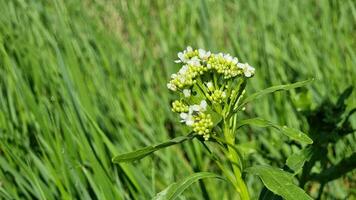 Weiß Blumen, blühen, Unkraut im ein Feld auf ein sonnig Tag. natürlich Hintergrund. video