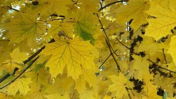 amarillo hojas en un árbol de cerca video