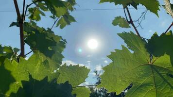 zon stralen door druif struiken Aan een zonnig dag video