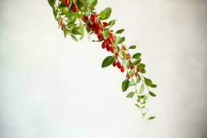 Branch with ripe red goji berry on grey background photo