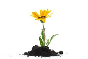 yellow blooming flower grows in the ground, on white background. photo