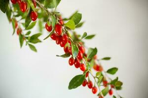 Branch with ripe red goji berry on grey background photo