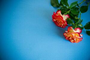 red beautiful blooming rose on blue background photo