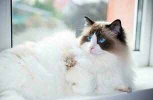 Beautiful young white purebred Ragdoll cat with blue eyes photo