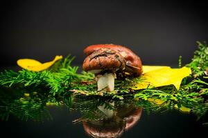 forest mushrooms with leaves, branches and fir trees on black background photo