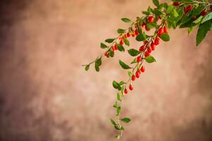 Branch with ripe red goji berry on brown background photo