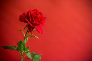 Flowers of beautiful blooming red rose on red background. photo