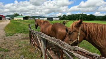 pov een hand- met een oekraïens armband is kinderboerderij een vriendelijk timide bruin paard video