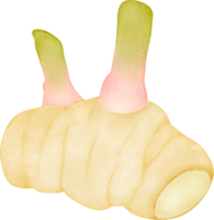 watercolor spice Galangal png