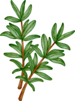 watercolor spice Rosemary png