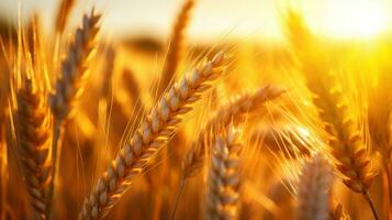 Wheat field Ears of golden wheat close up. Beautiful nature sunset landscape. Generative AI photo