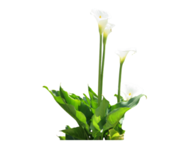 Strauß von Blumen la Calla bianca- png