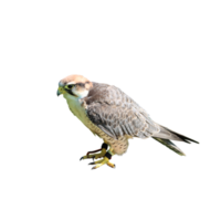 Bird of prey falcon png