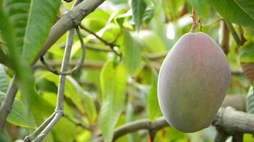 mango Fruta colgando en árbol video