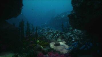 Sea or ocean underwater coral reef video