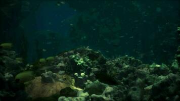 raso oceano chão com coral recife e peixe video