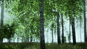 lever ou coucher de soleil dans une forêt de bouleaux au printemps avec des rayons de soleil qui brillent video