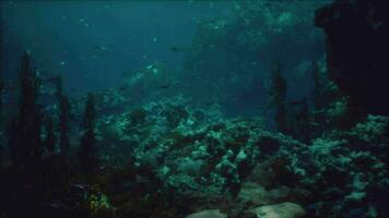 Sea or ocean underwater coral reef video