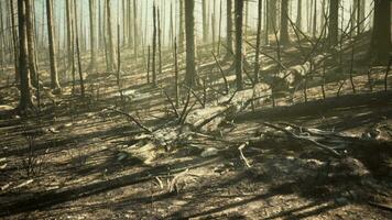 distrutto tropicale foresta pluviale nel amazzonia video