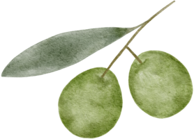 acuarela aceituna hojas clipart ilustración png