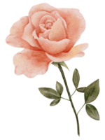 acuarela Rosa clipart ilustración png