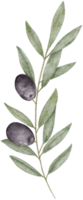 acuarela aceituna hojas clipart ilustración png